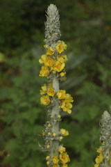 Verbascum gnaphalodes