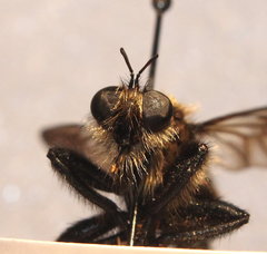Laphria altitudinum