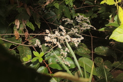 Eirmocephala brachiata