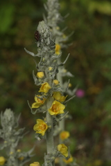 Verbascum gnaphalodes