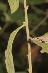 Eirmocephala brachiata