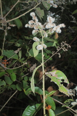 Eirmocephala brachiata