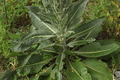 Verbascum gnaphalodes
