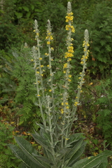Verbascum gnaphalodes