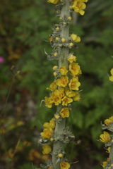 Verbascum gnaphalodes