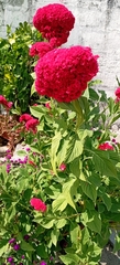 Celosia