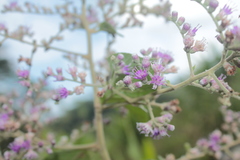 Eirmocephala brachiata