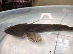 Oxyeleotris marmorata