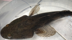 Oxyeleotris marmorata