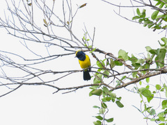 Melanochlora sultanea