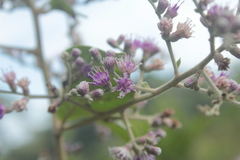 Eirmocephala brachiata