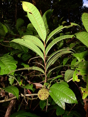 Duguetia