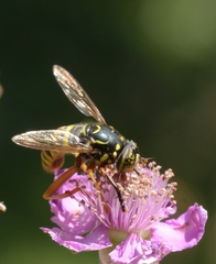 Spilomyia manicata