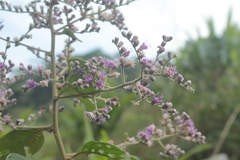 Eirmocephala brachiata