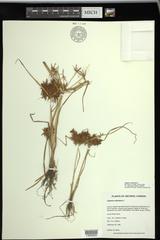 Cyperus odoratus squarrosus