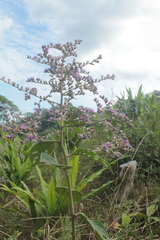 Eirmocephala brachiata