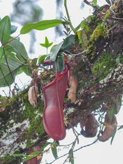 Nepenthes sanguinea