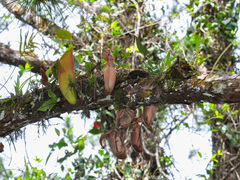 Nepenthes sanguinea