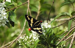 Sarbia damippe