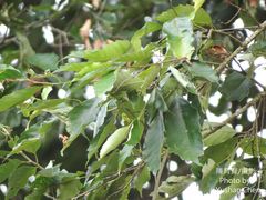 Castanopsis formosana