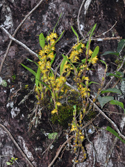 Desmosanthes