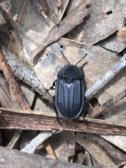 Silpha puncticollis