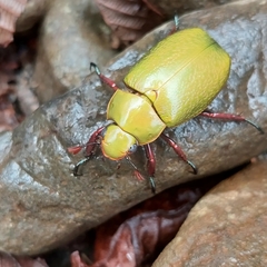 Chrysina boucardi