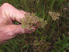 Thaspium pinnatifidum