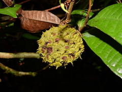 Duguetia
