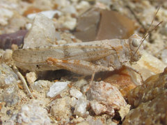 Trimerotropis sparsa