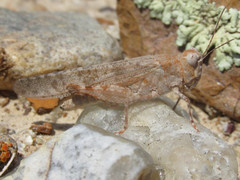 Trimerotropis sparsa
