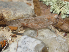 Trimerotropis sparsa