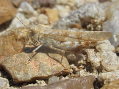 Trimerotropis sparsa