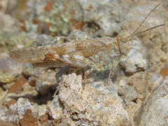 Trimerotropis sparsa
