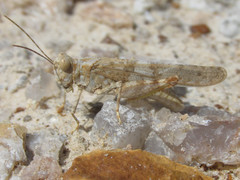 Trimerotropis sparsa