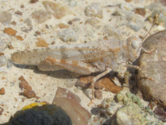 Trimerotropis sparsa