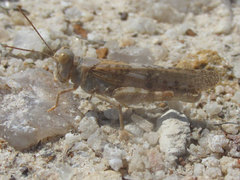 Trimerotropis sparsa