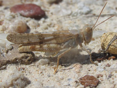Trimerotropis sparsa
