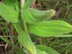 Lithospermum parviflorum