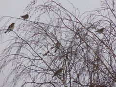 Turdus pilaris