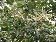 Castanopsis formosana