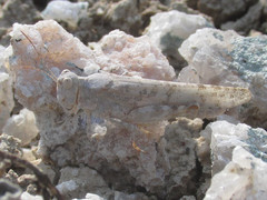 Trimerotropis sparsa