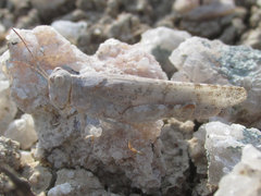 Trimerotropis sparsa