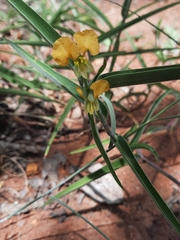 Commelina africana krebsiana
