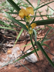 Commelina africana krebsiana