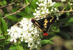 Sarbia damippe