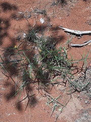 Commelina africana krebsiana