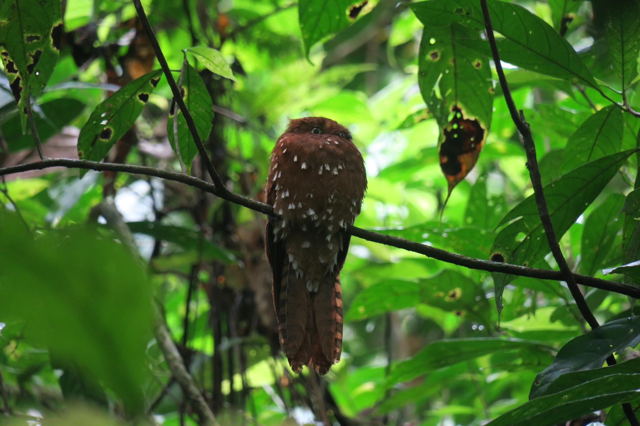 Rufous Potoo (Phyllaemulor bracteatus), photo 10