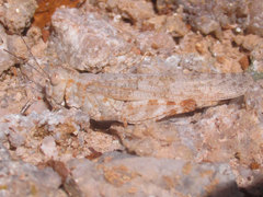 Trimerotropis sparsa