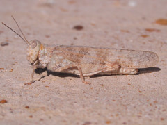 Trimerotropis sparsa